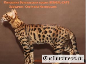 Бенгальские котята  от бенгальской кошки