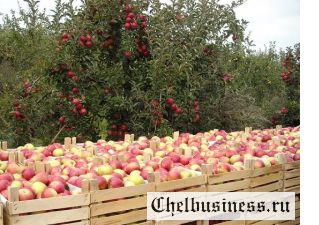 Яблоки летних сортов на экспорт