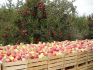 Яблоки летних сортов на экспорт